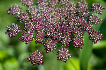 A pink Spotted Lady Beetle feeds on a flower cluster of purple and white Queen Anne's Lace against a vibrant green background. Focus on foreground with shallow depth of field.