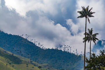 Fototapeta na wymiar The Cocora Valley in rainy season, Colombia