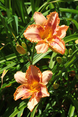 Obraz na płótnie Canvas Orange daylily flowers in a garden