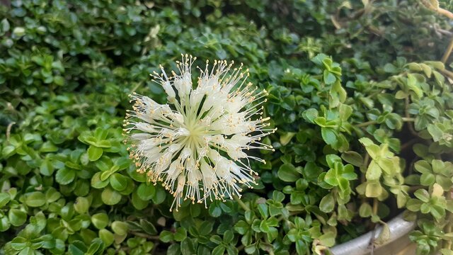 flor de Cebolla junca sobre planta de cortina.