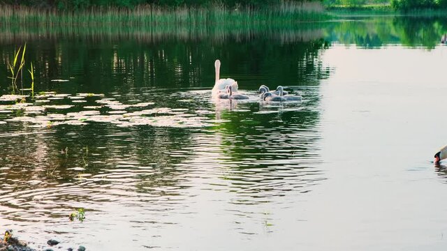 Family birds, couple of white swans with a brood of little swan chicks are swimming on the lake at sunset, sunset colors