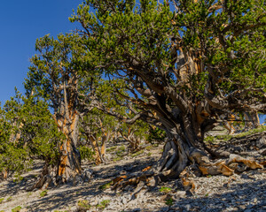 Old Bristlecone Forest