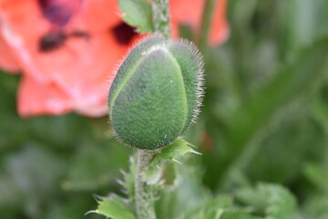 Obraz premium Pąk maku, mak w pąku