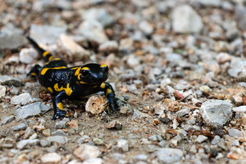 Fire salamander on the tarmac road  near water.