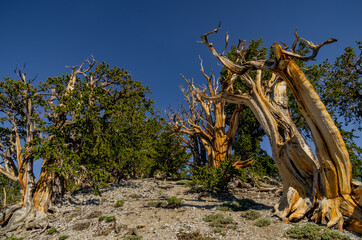 Old Bristlecone Forest