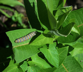 side catepillar cr2020darrelljbanks