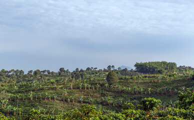 Fototapeta na wymiar Coffee plantation in Colombia, South America
