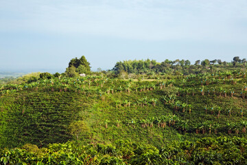 Fototapeta na wymiar Coffee plantation in Colombia, South America