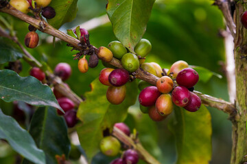 Coffee plant in Colombia, South America