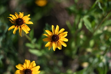 yellow flowers