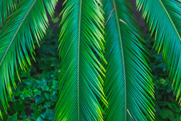 Naklejka na ściany i meble Tropical background of a evergreen palm leaf. Bright cycas plant. Emerald green natural juicy background.