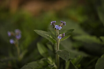 Wood forget-me-not in flower, close up nature macro