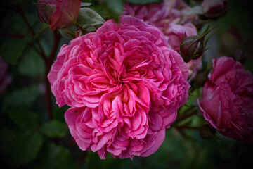pink rose is blooming, romantic rose