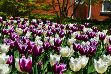 purple and white tulips