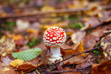 Fly Agaric Amanita muscaria mushroom
