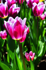 pink tulips in the garden