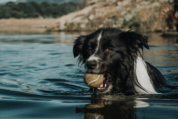 Border Collie nadando y jugando con pelota de tenis