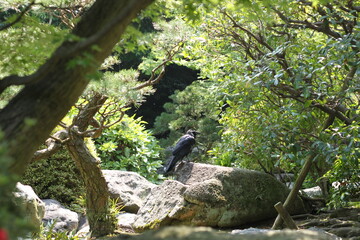 Calm crow relaxing in a japanese garden inspirational theme for zen meditation