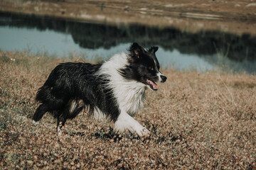 Border Collie corriendo en montaña al lado de un rio