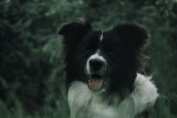 Border Collie retrato primer plano