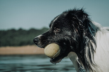 Border Collie retrato primer plano jugando con pelota de tenis