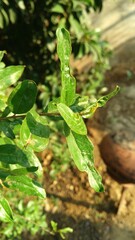 close up of green leaves