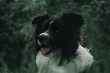 Retrato Border Collie primer plano