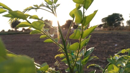 Obraz premium plants in the garden