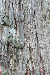 Fototapeta premium A piece of oak bark.