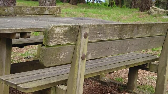 SLOW MOTION around wooden benches and table of logs for a picnic in pinewood. Evergreen coniferous pine forest. Summer park with Pinus sylvestris trees in Mount Perone of Elba island in Italy.