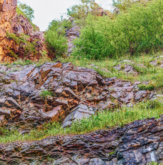green grass and trees in the rock