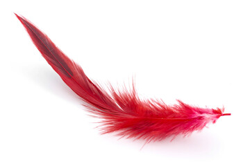Light as a feather concept with photograph of red lightweight plumage isolated on white background