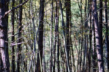 Fototapeta premium texture of trees in a forest