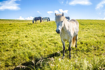White Horse on a Meadow