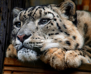 Close up portrait of an endangered snow leopard