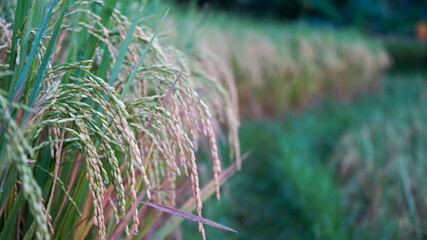 Naklejka premium Rice and dew in the morning