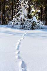 A path through a snow-covered forest