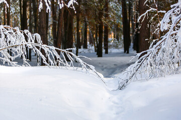 A path through a snow-covered forest
