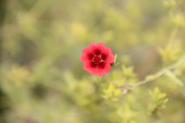 Obraz premium Pink tiny flower.