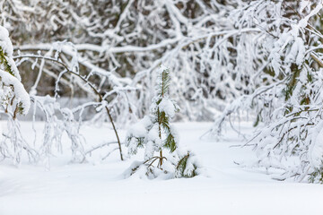 Winter landscape