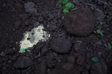 golden dollar grow from soil, finance issue