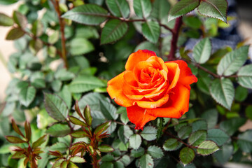 Red - orange rose on blurred background. Green life style romance in the home gardening. Red roses bush branch. Romantic scene with red flowering blossoms with green blurred background in garden