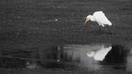 Egret