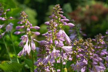 Flowers in the Garden