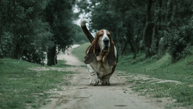 Basset Hound Corriendo por sendero