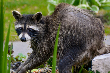 Mother Raccoon