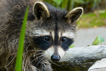 Mother Raccoon