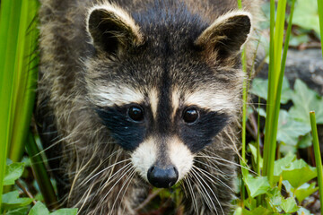 Mother Raccoon