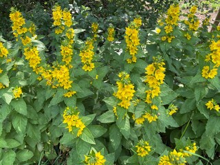 Yellow flowers in a hedgerow near, Skipton, Yorkshire, UK