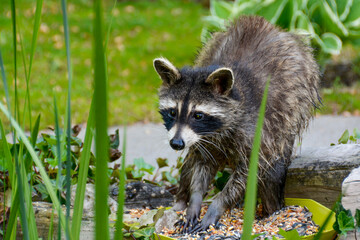 Mother Raccoon
